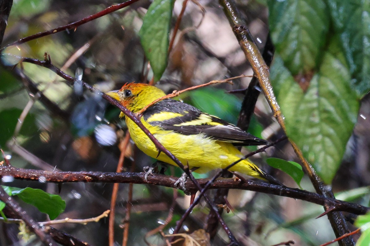 Western Tanager - ML615625817