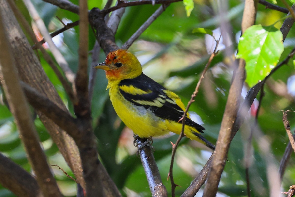 Western Tanager - ML615625818