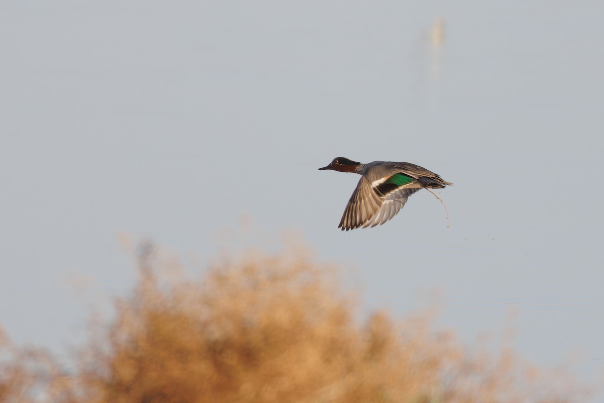 Green-winged Teal - ML615626044