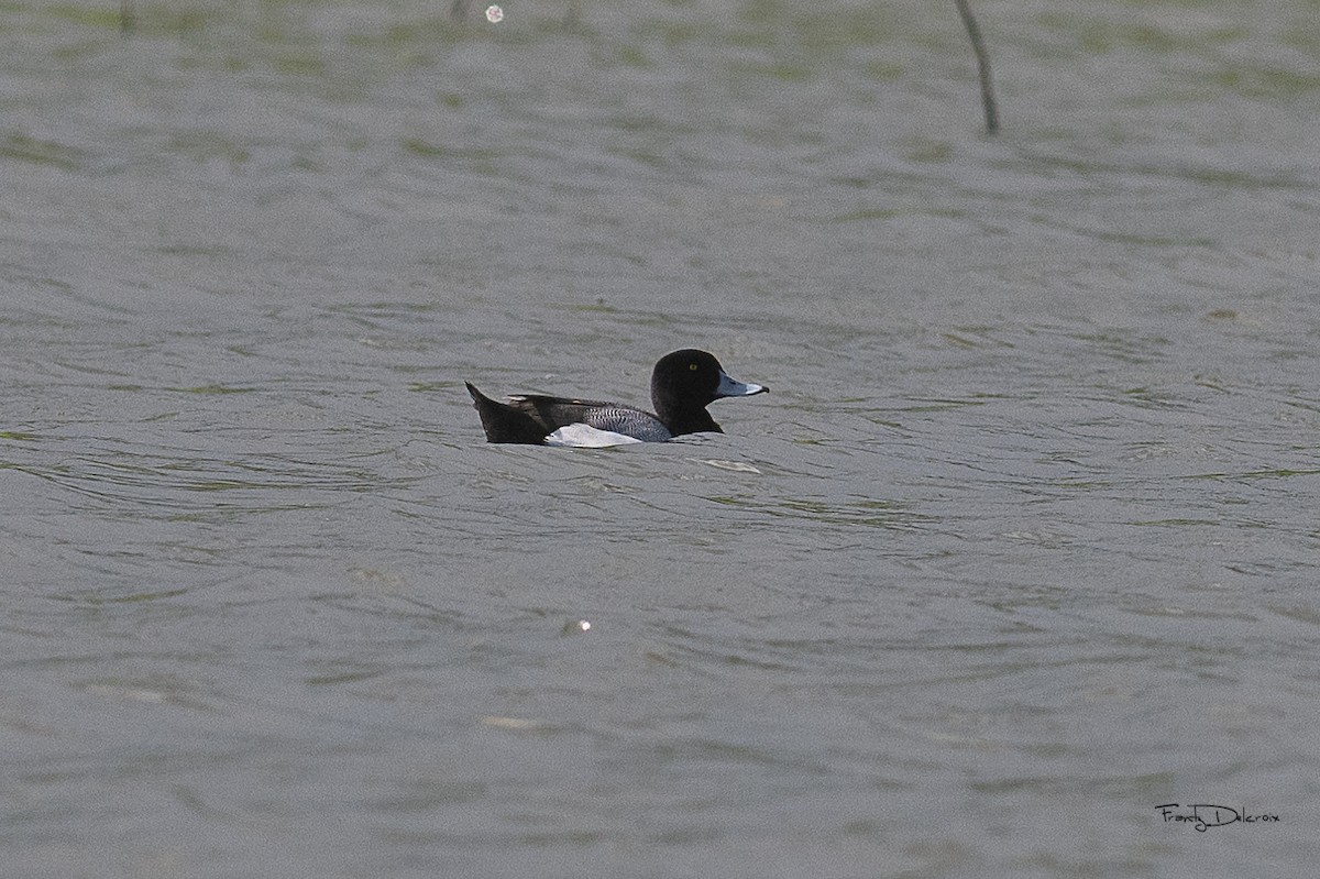 Greater Scaup - ML615626107