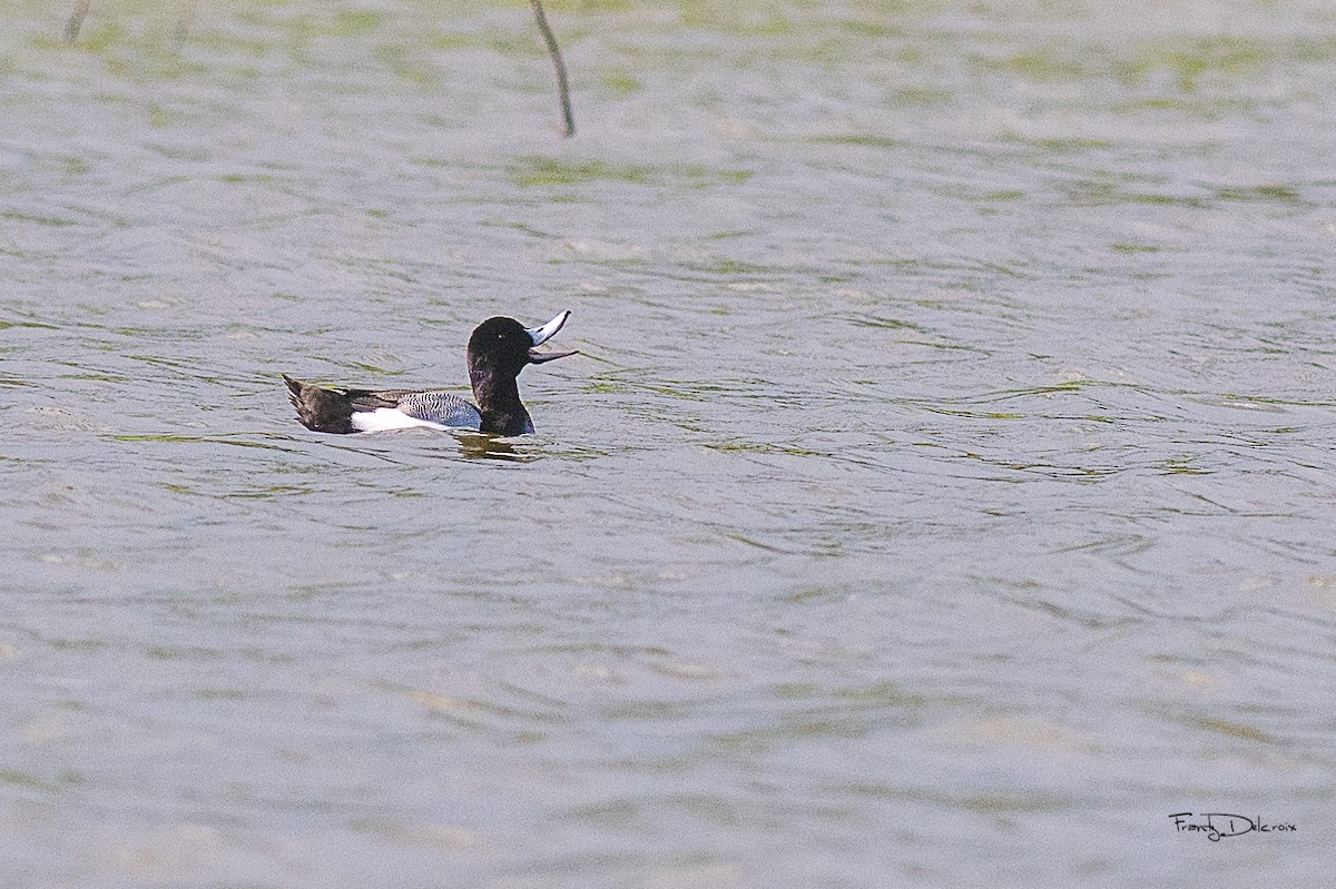 Greater Scaup - ML615626113