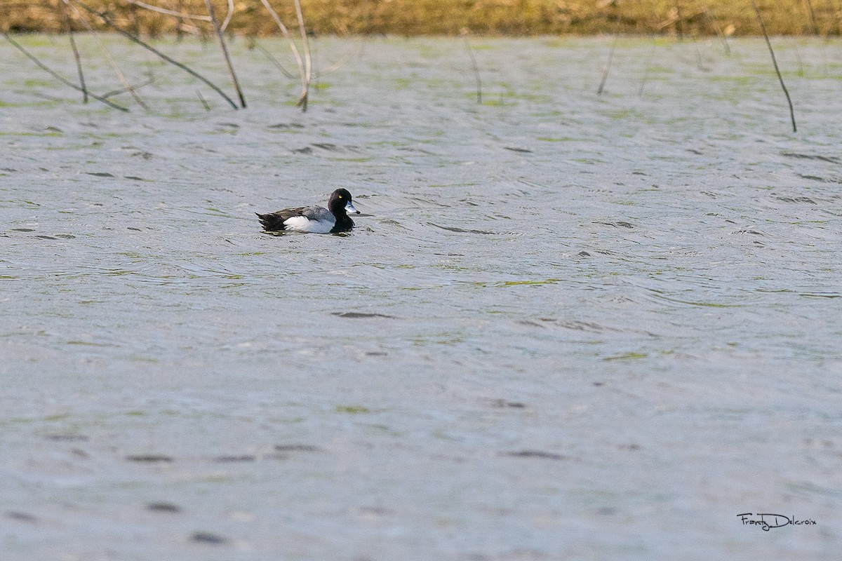 Greater Scaup - ML615626114
