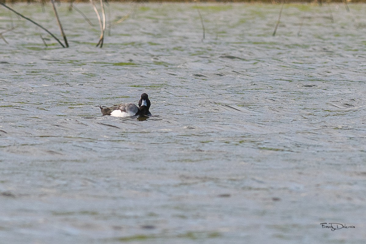 Greater Scaup - ML615626115