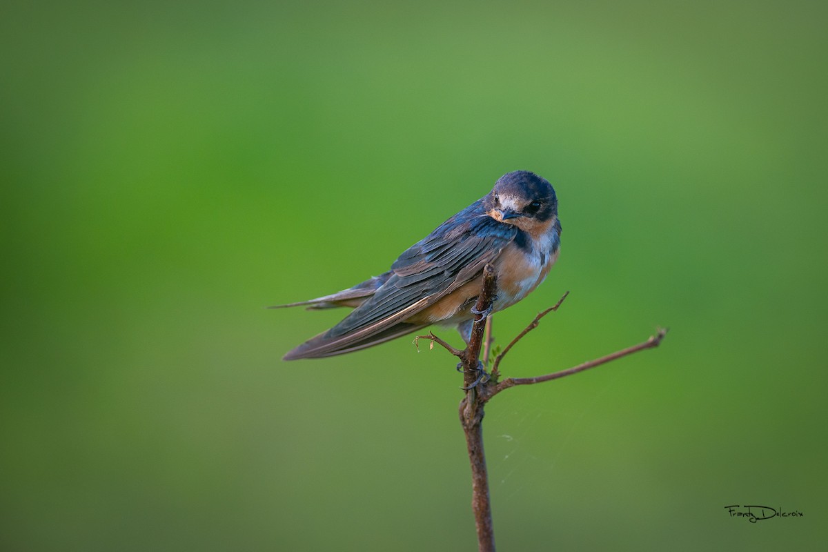 Barn Swallow - Frantz Delcroix (Duzont)