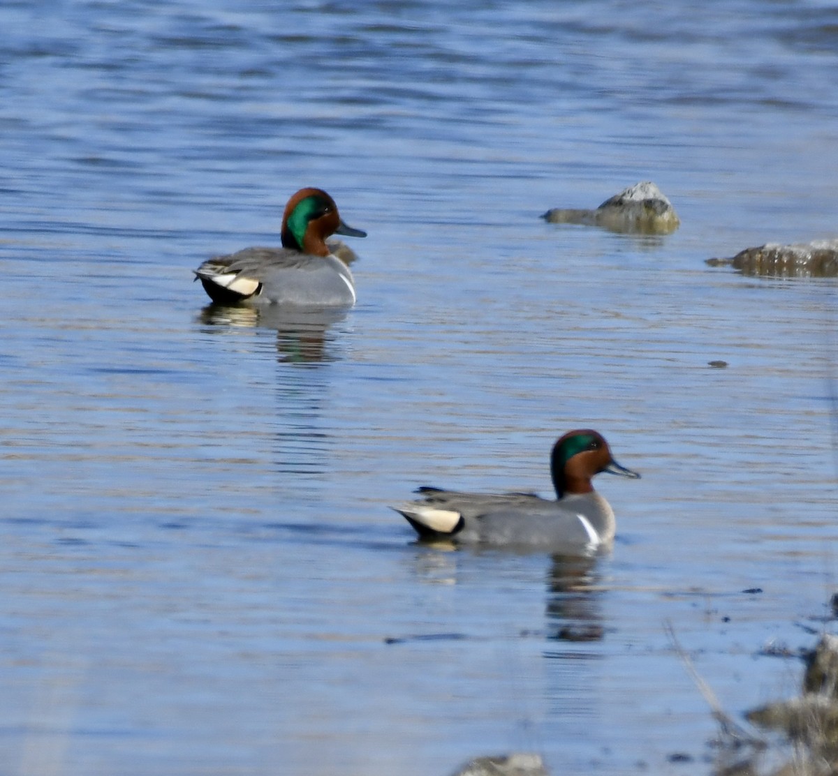 Green-winged Teal - ML615626234