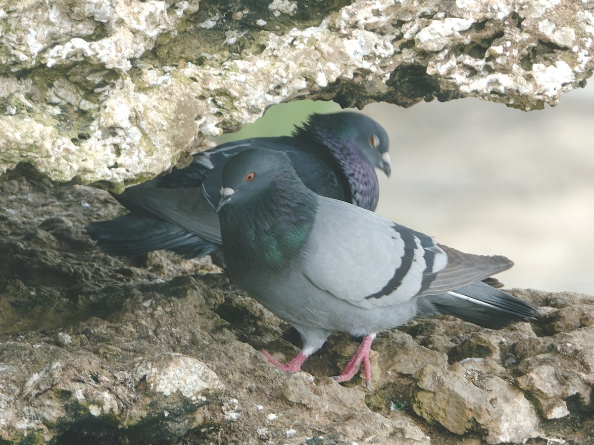Rock Pigeon (Feral Pigeon) - ML615626377