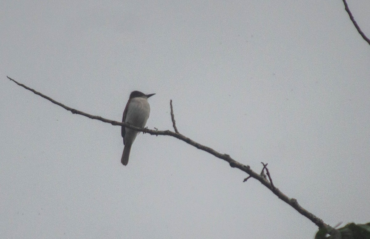 Loggerhead Kingbird (Hispaniolan) - ML615626513