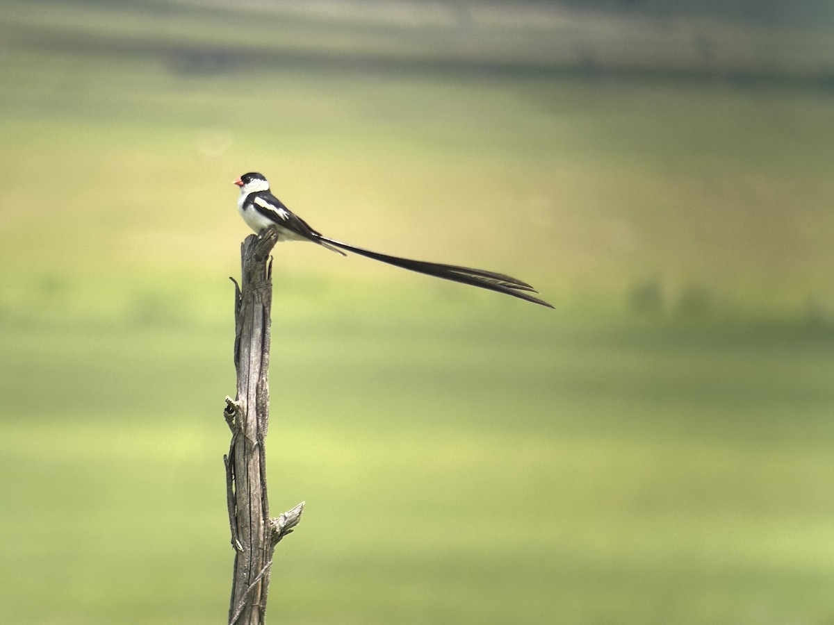 Pin-tailed Whydah - ML615626685