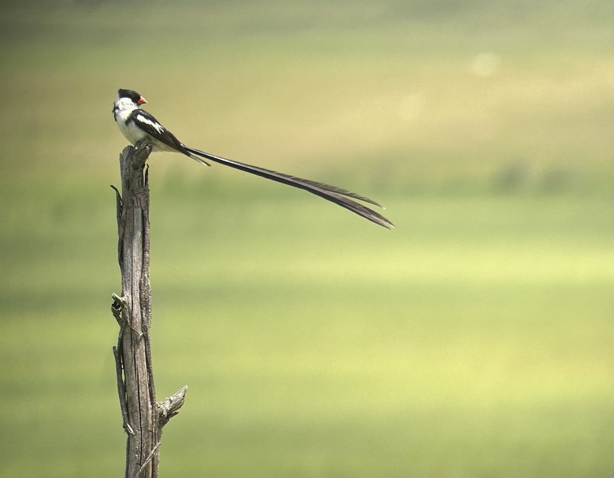 Pin-tailed Whydah - ML615626686