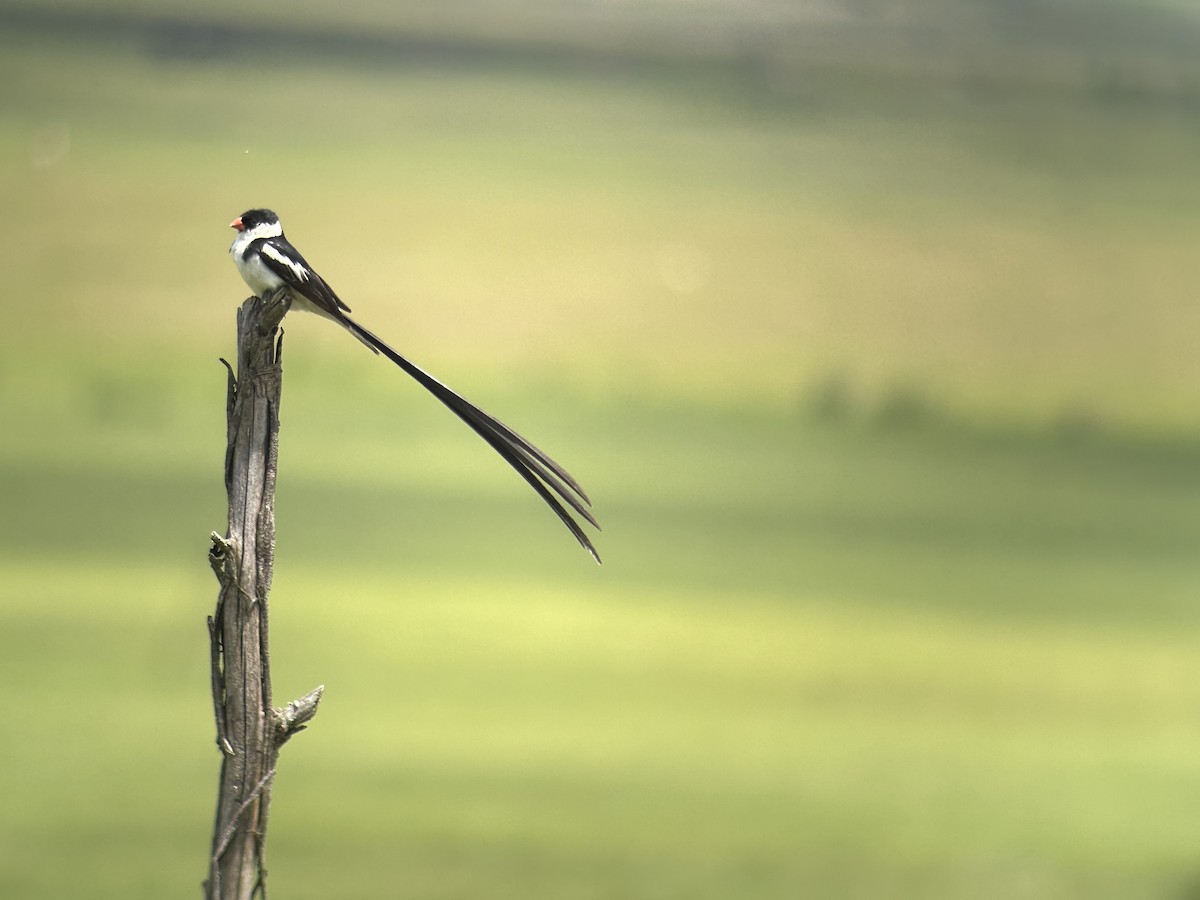 Pin-tailed Whydah - ML615626688
