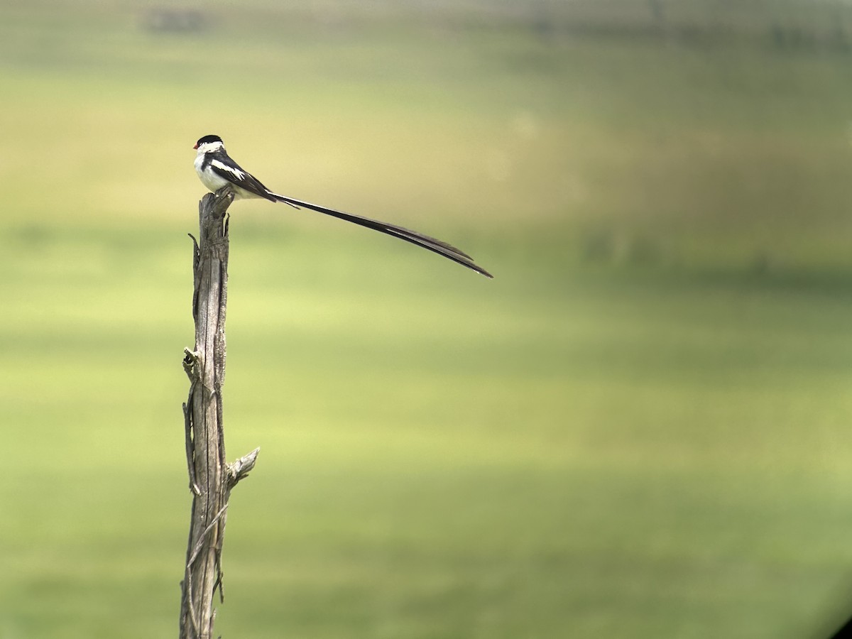 Pin-tailed Whydah - ML615626689
