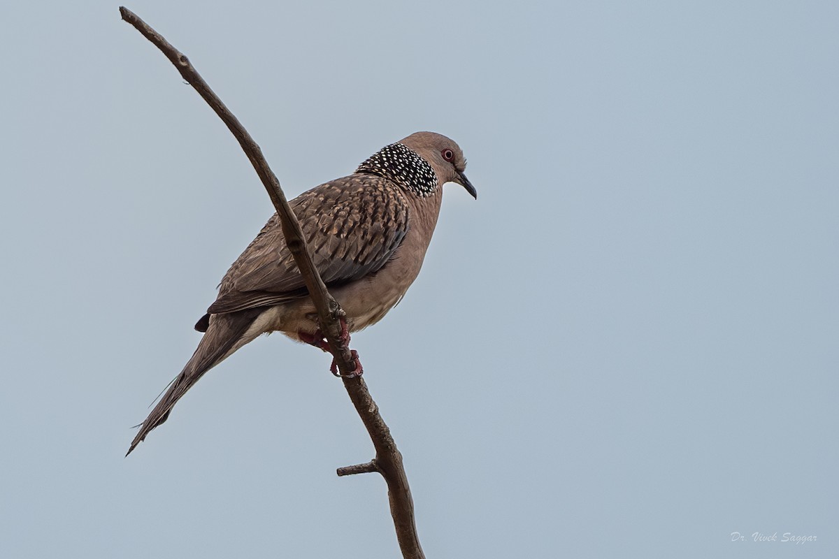 Spotted Dove - ML615626765