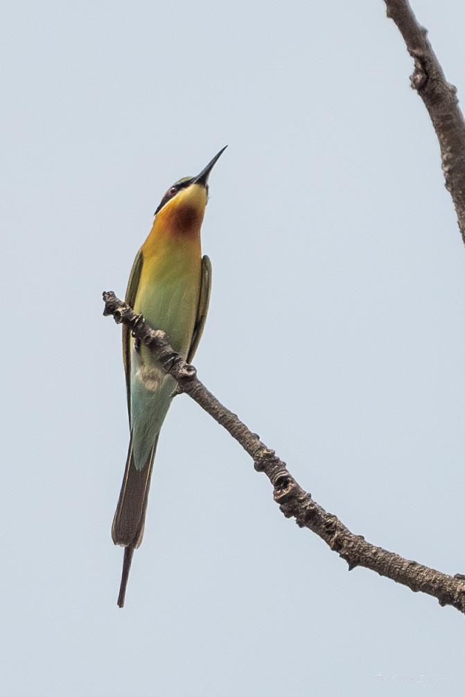Blue-tailed Bee-eater - ML615626776
