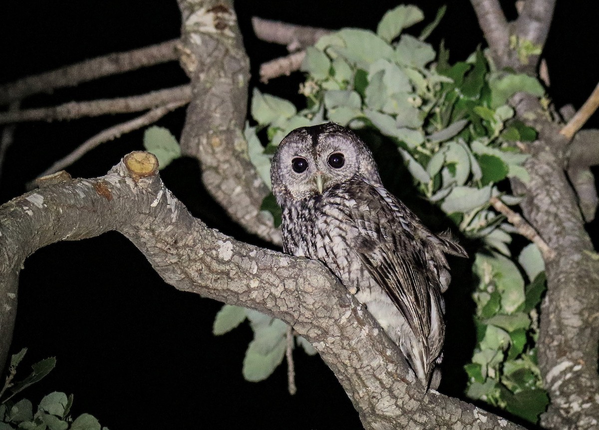 Tawny Owl - shahar yogev