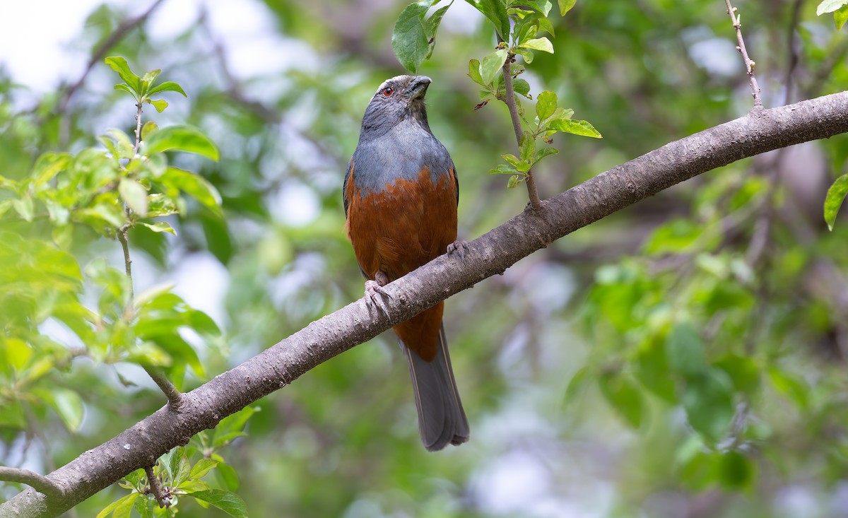 Rufous-bellied Mountain Tanager - ML615626816