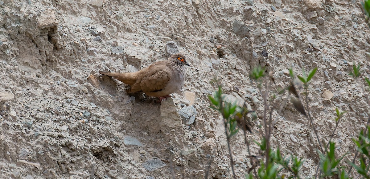 Bare-eyed Ground Dove - Brian Small