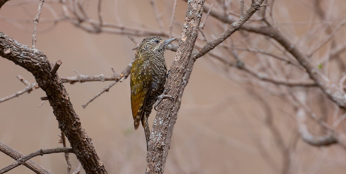 Dot-fronted Woodpecker - ML615626852