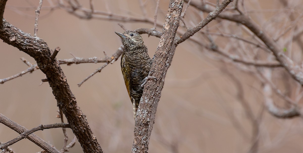 Dot-fronted Woodpecker - ML615626853