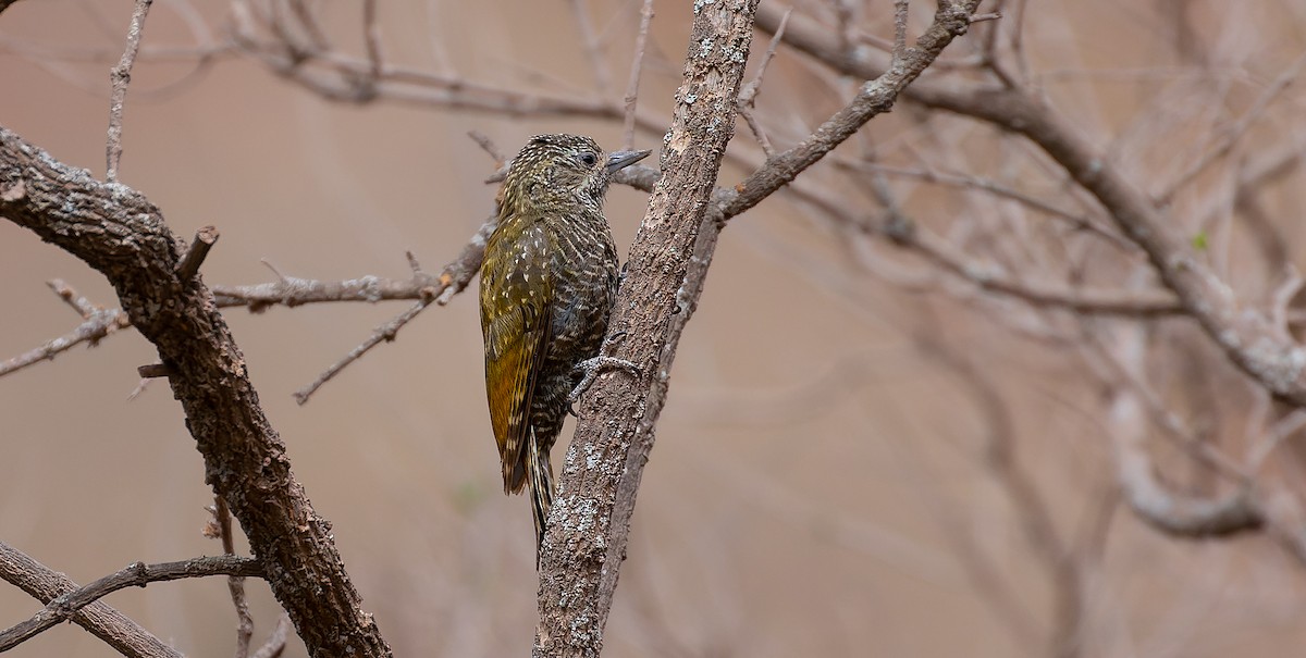 Dot-fronted Woodpecker - ML615626854