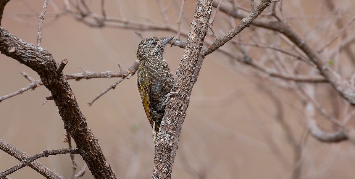 Dot-fronted Woodpecker - Brian Small
