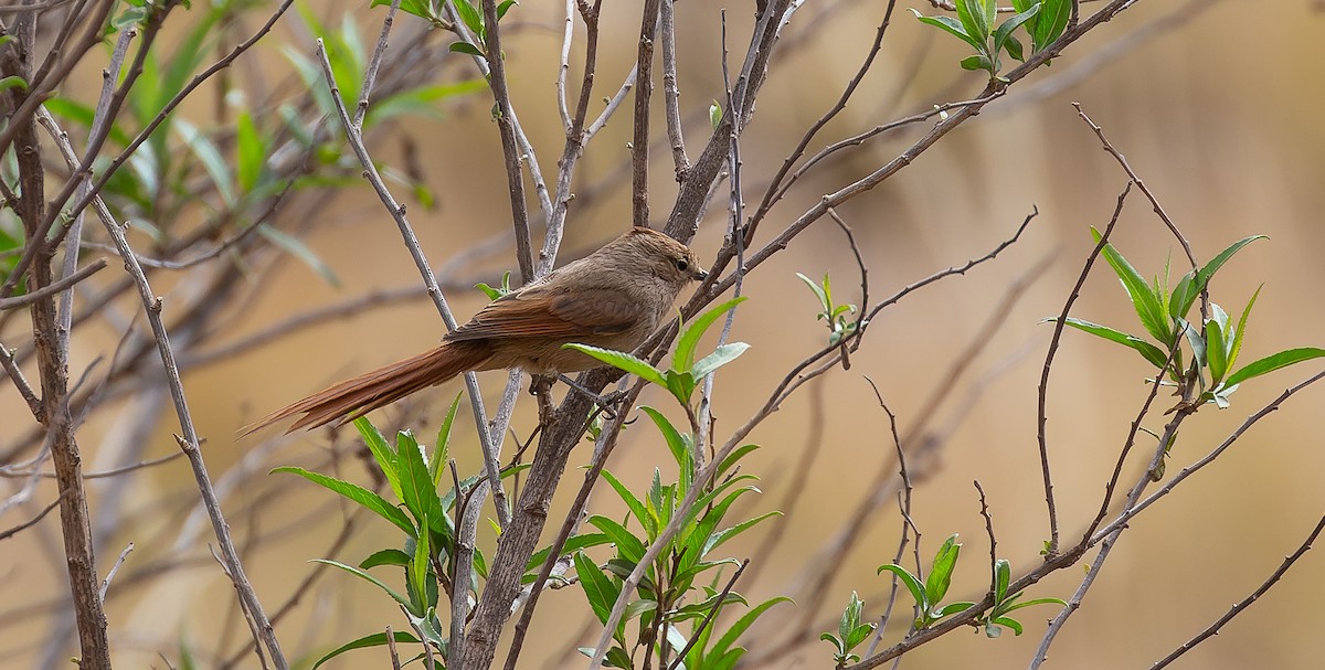 Brown-capped Tit-Spinetail - Brian Small
