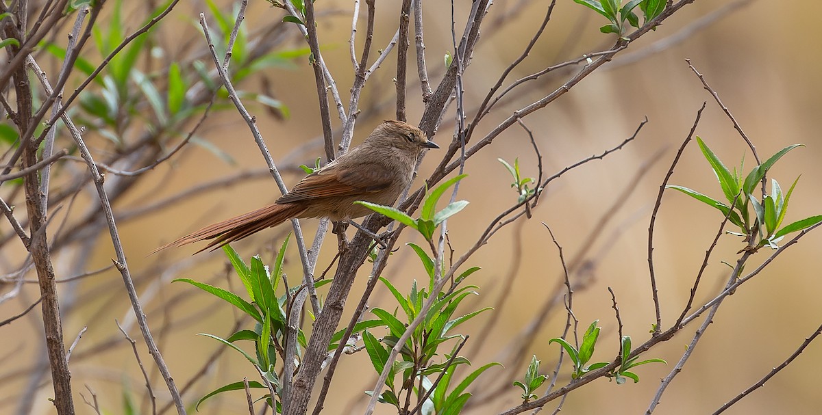 Brown-capped Tit-Spinetail - Brian Small