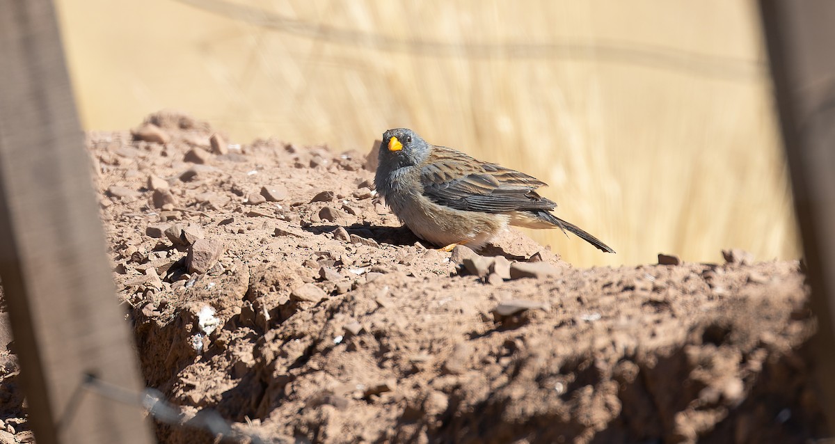 Band-tailed Sierra Finch - Brian Small