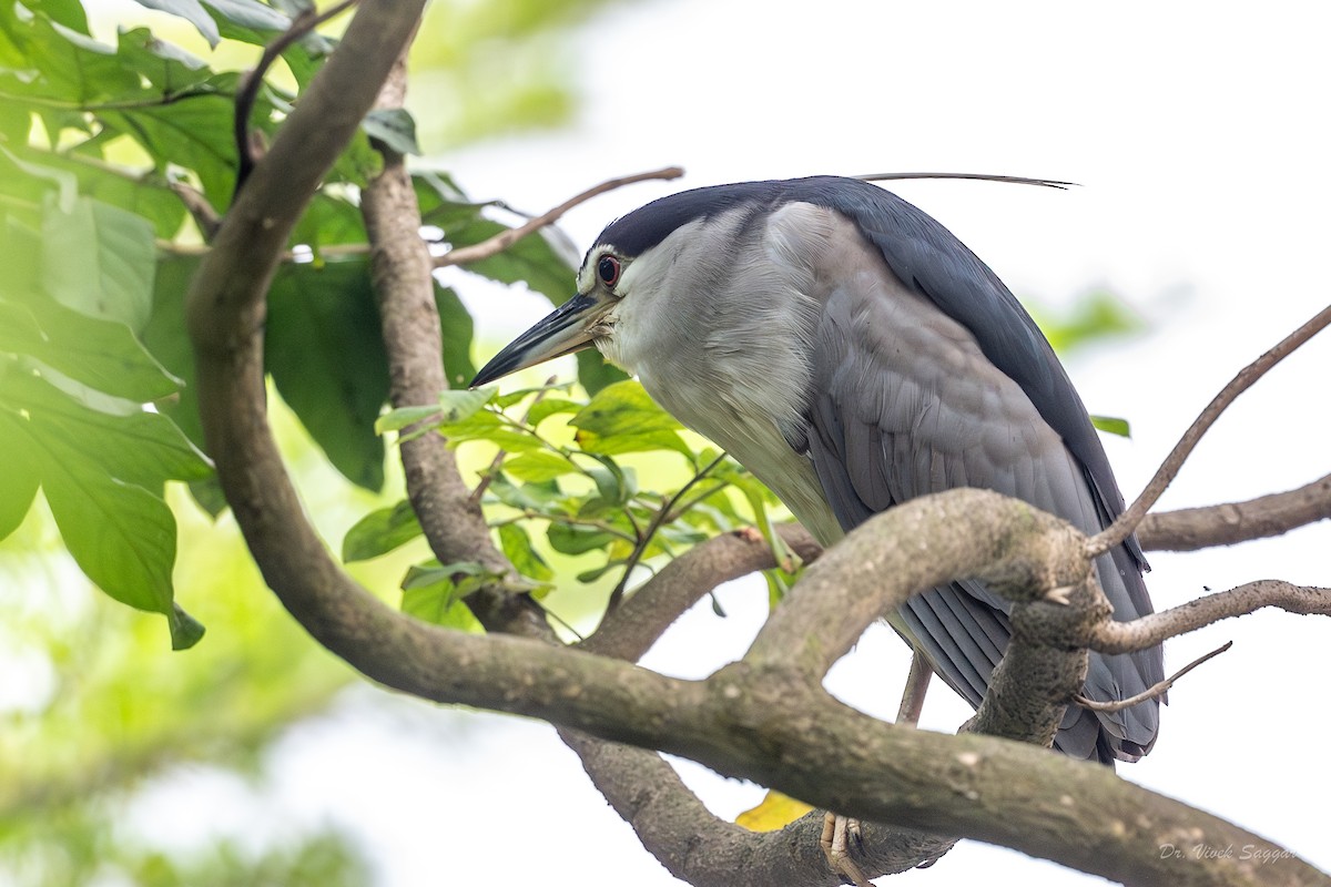 Black-crowned Night Heron - Vivek Saggar