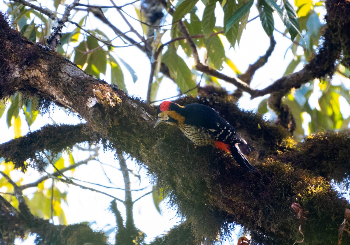 Darjeeling Woodpecker - ML615626926