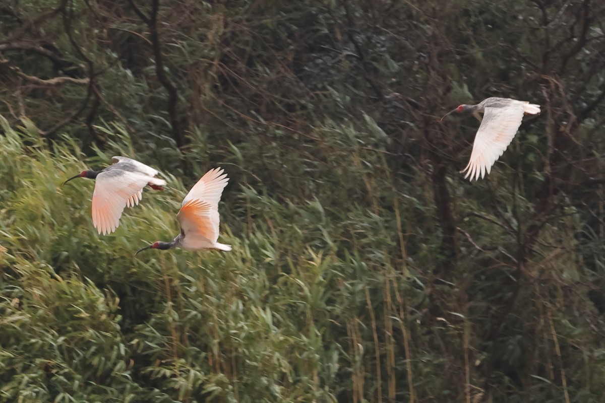 Crested Ibis - ML615627006