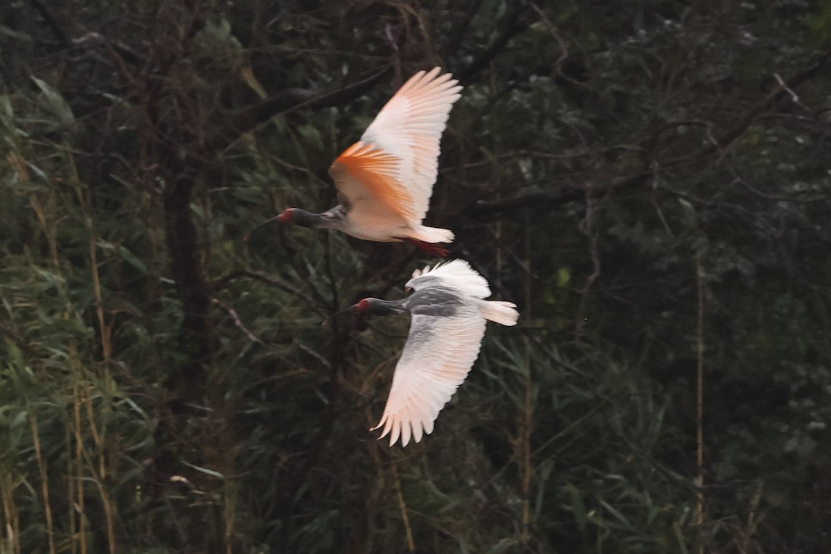 Crested Ibis - ML615627007