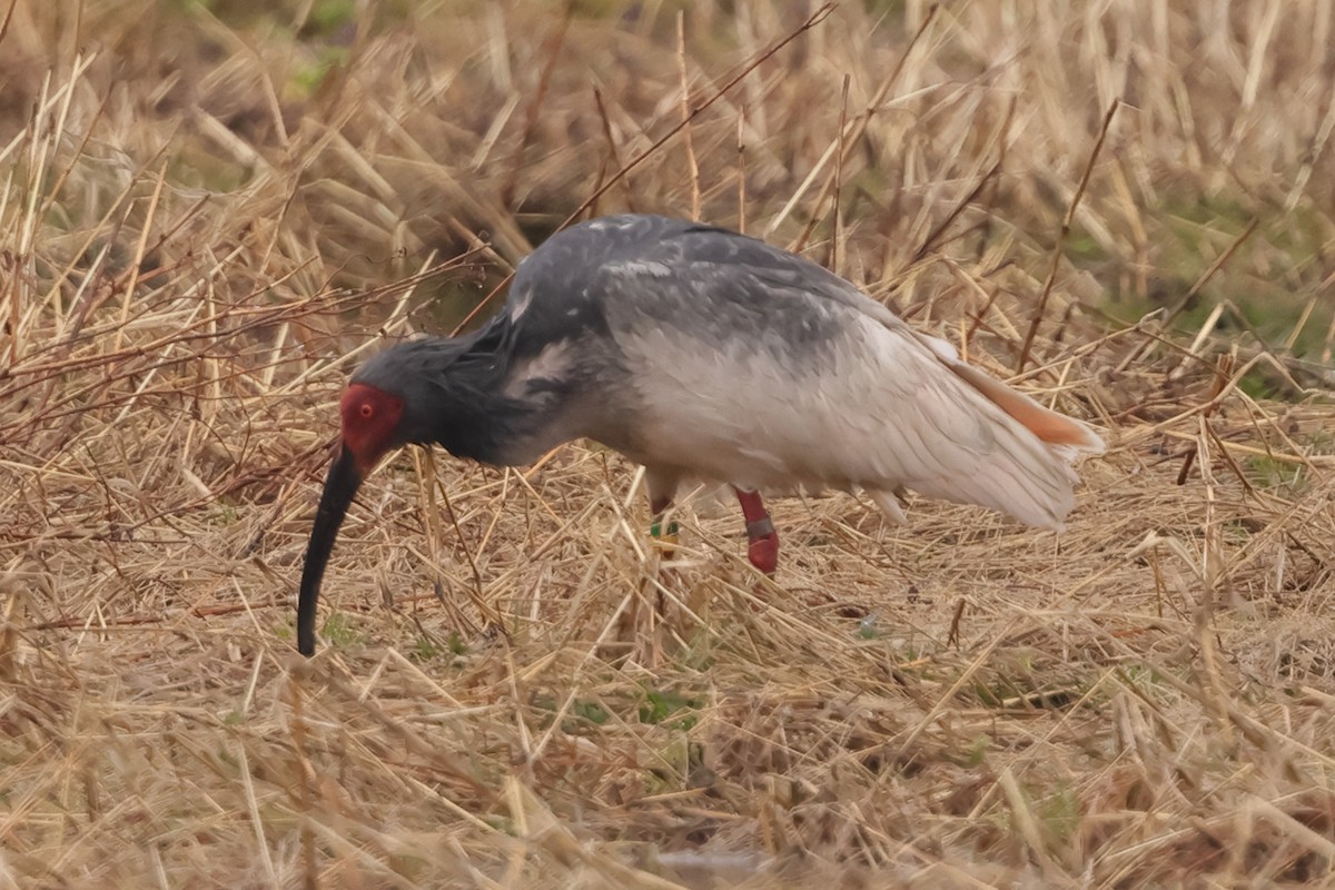 Crested Ibis - ML615627012
