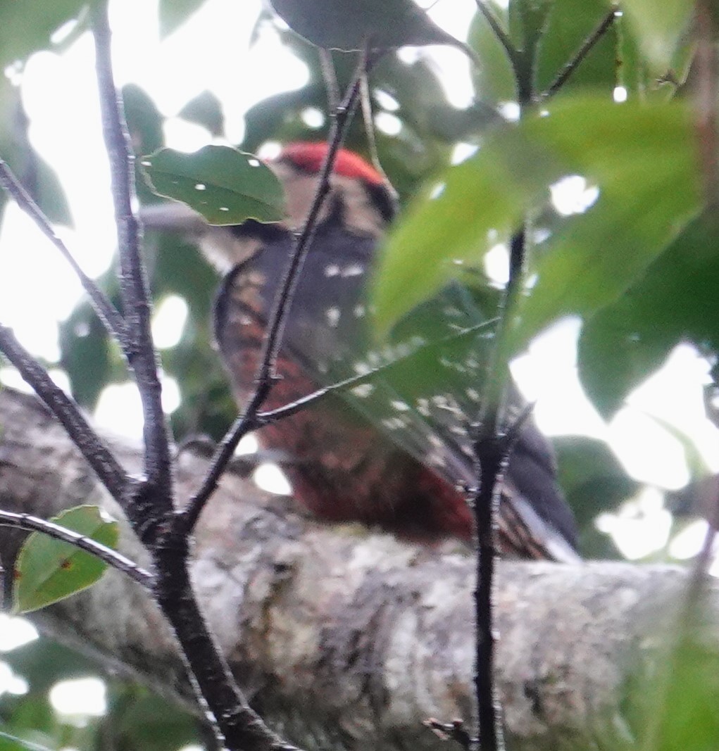 White-backed Woodpecker (Amami) - ML615627062
