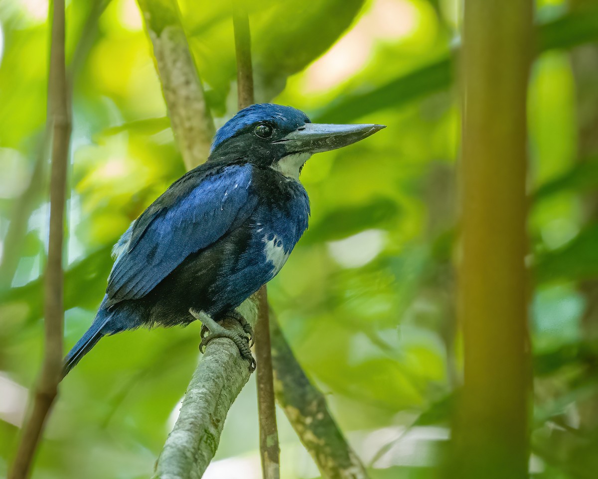 Blue-black Kingfisher - ML615627145