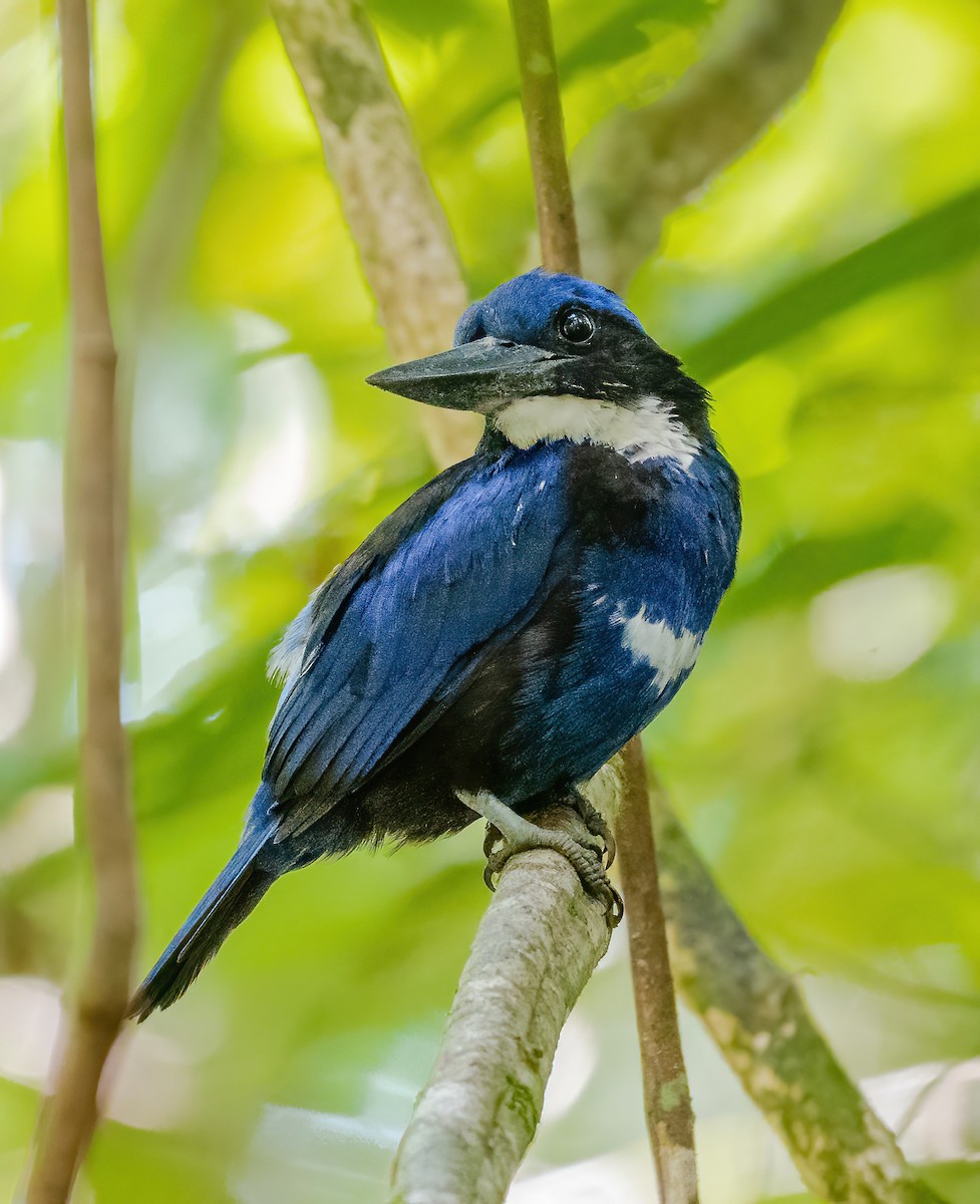 Blue-black Kingfisher - ML615627146