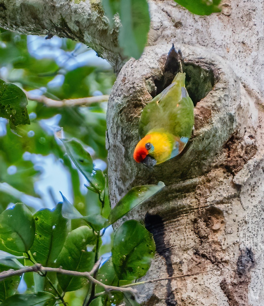 Large Fig-Parrot - ML615627154