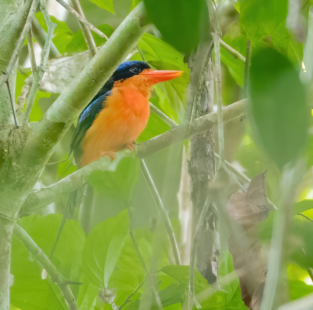 Red-breasted Paradise-Kingfisher - ML615627170