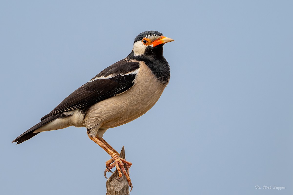 Indian Pied Starling - ML615627183