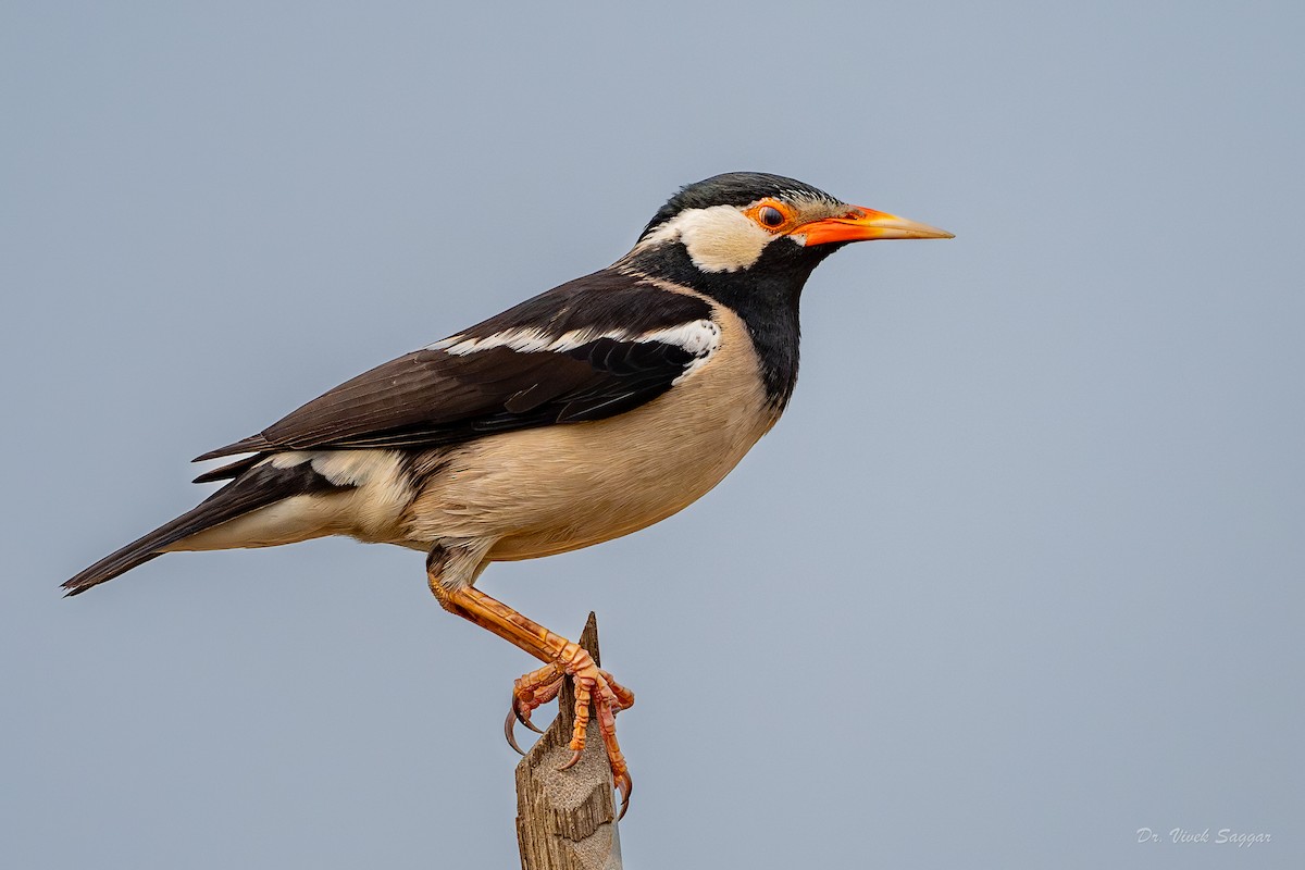 Indian Pied Starling - ML615627184