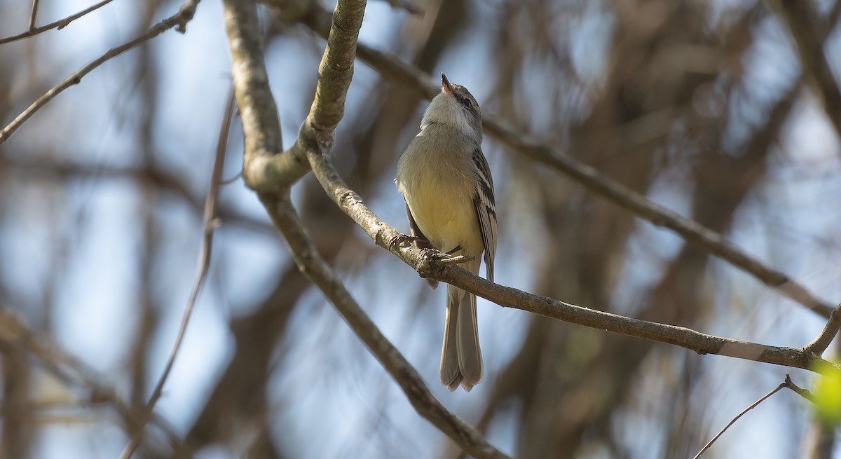 White-throated Tyrannulet - Brian Small