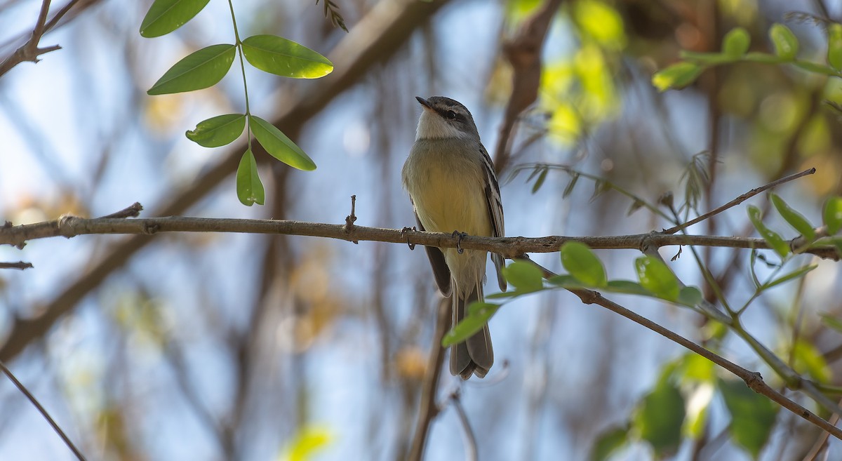 White-throated Tyrannulet - Brian Small