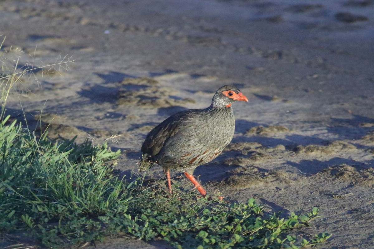 Red-necked Spurfowl - ML615627418