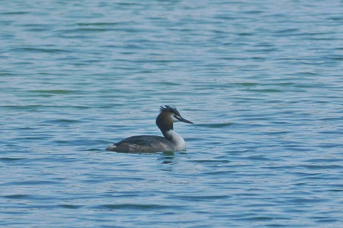 Great Crested Grebe - ML615627461