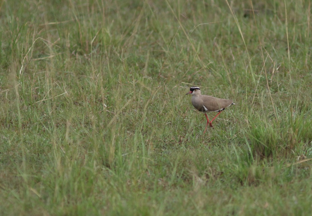 Crowned Lapwing - ML615627531
