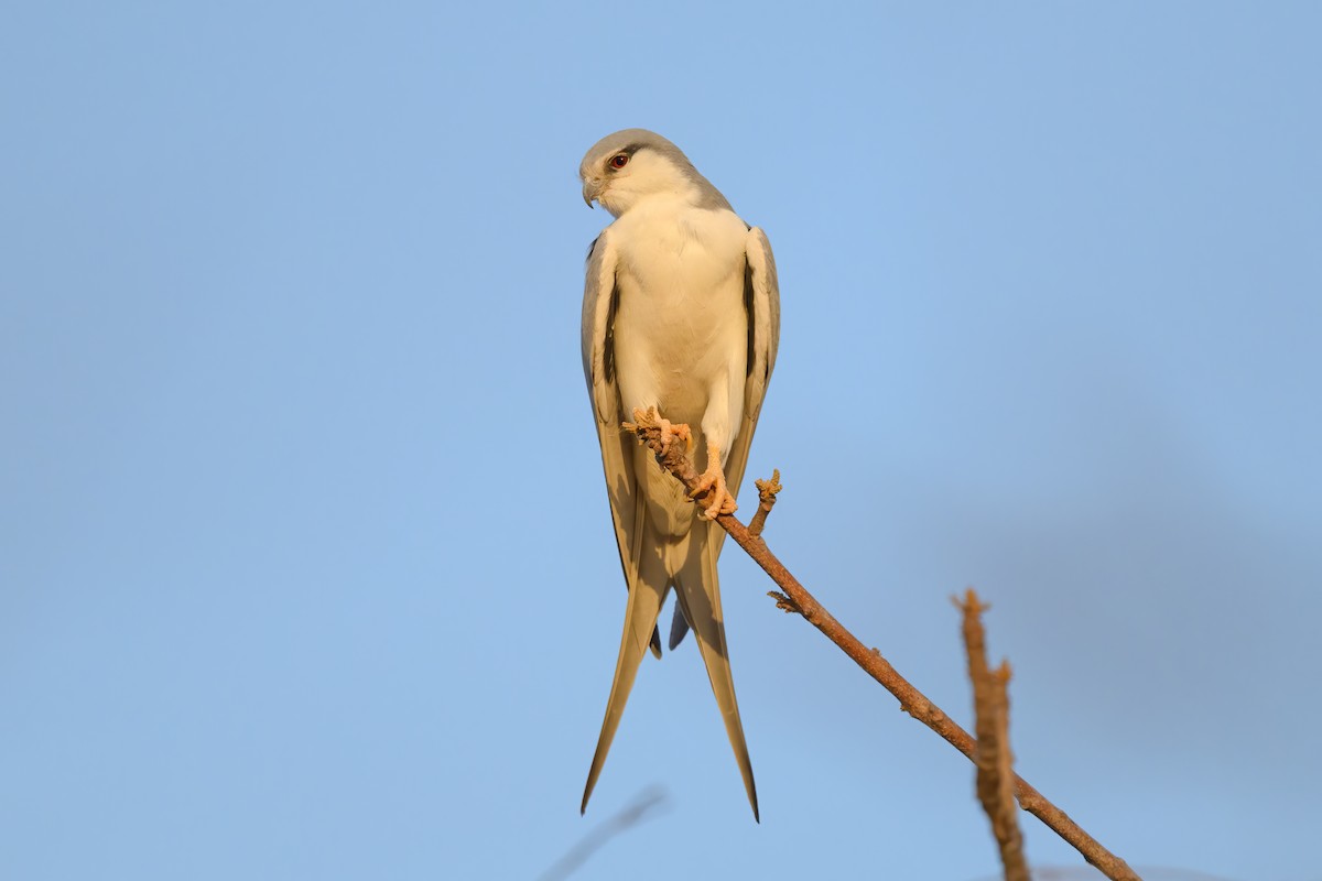 Scissor-tailed Kite - Alan Wilkinson