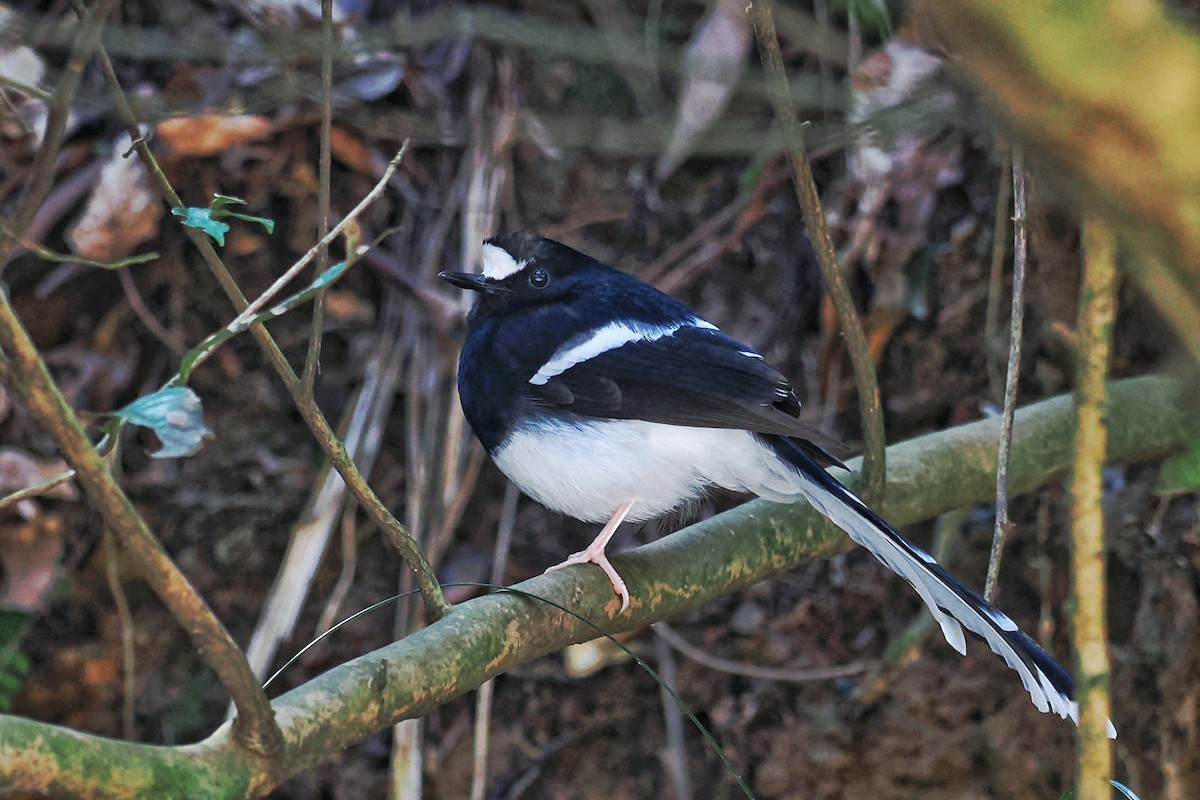 White-crowned Forktail (Northern) - ML615627609