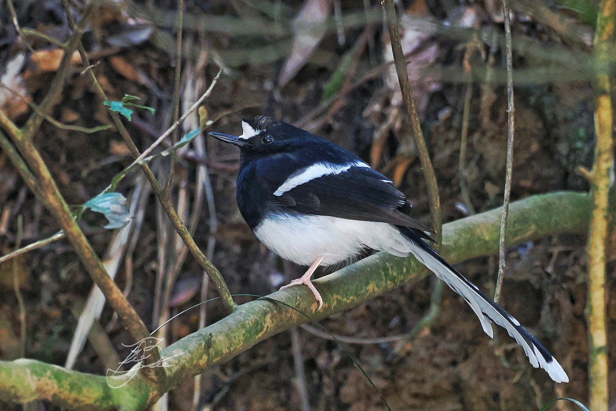 White-crowned Forktail (Northern) - ML615627610