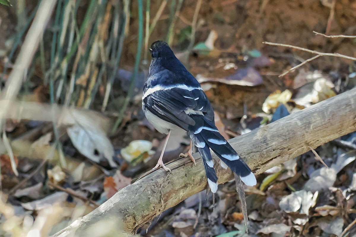 White-crowned Forktail (Northern) - ML615627611