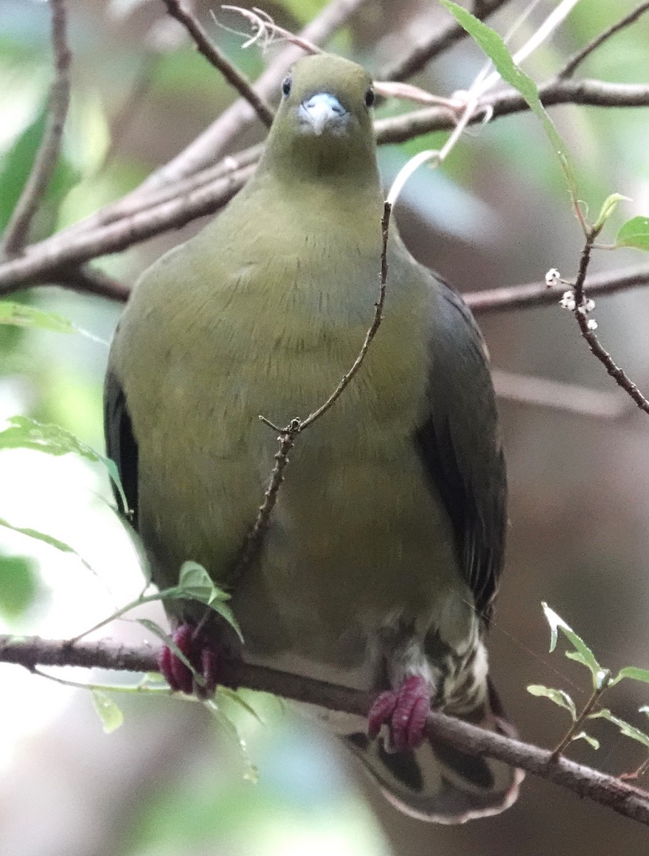 Тайваньский зелёный голубь (permagnus/medioximus) - ML615627622