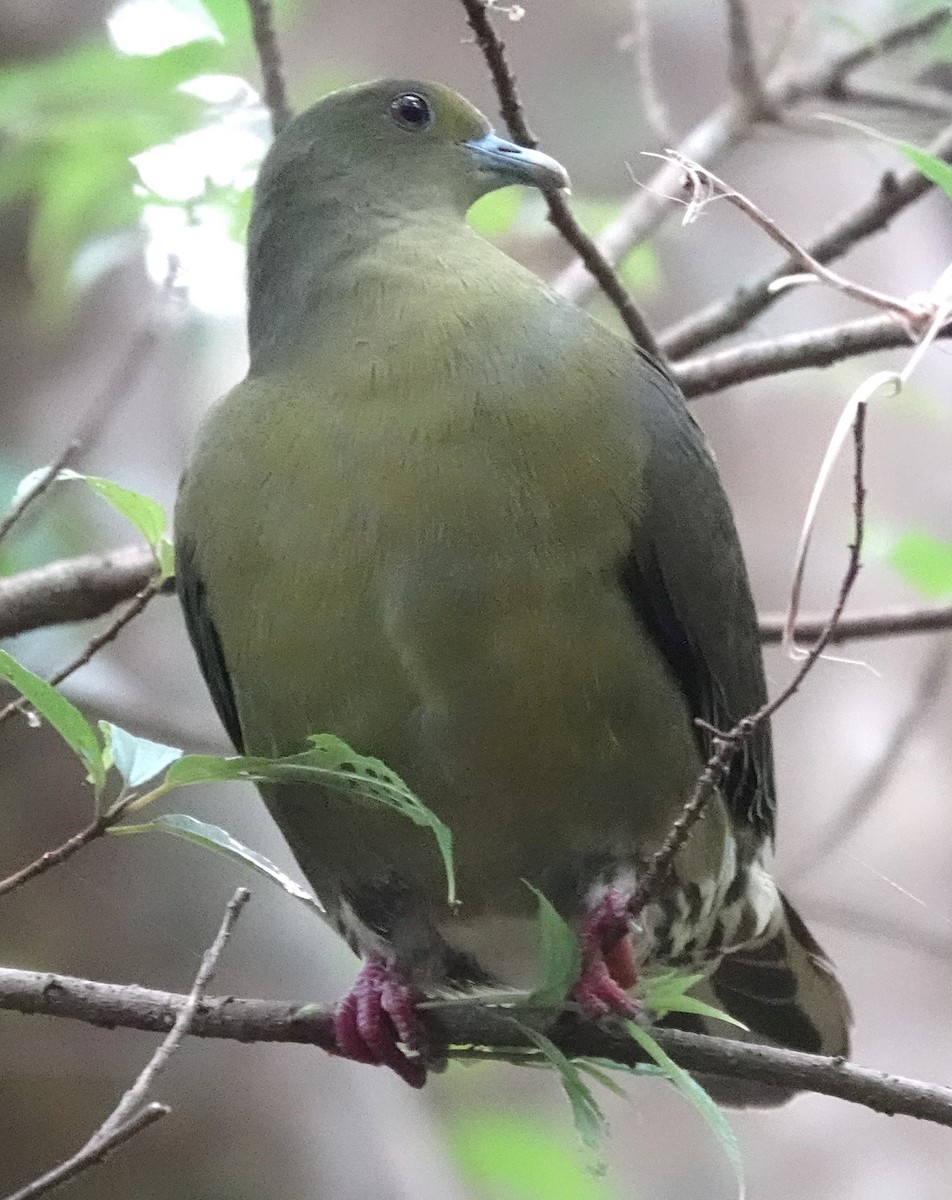 Тайваньский зелёный голубь (permagnus/medioximus) - ML615627623